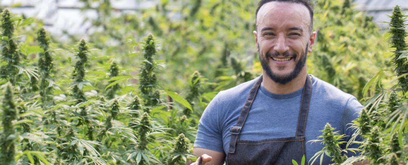 A man standing in a field of hemp plants