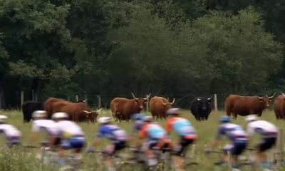 Image of cyclists in the Tour de France