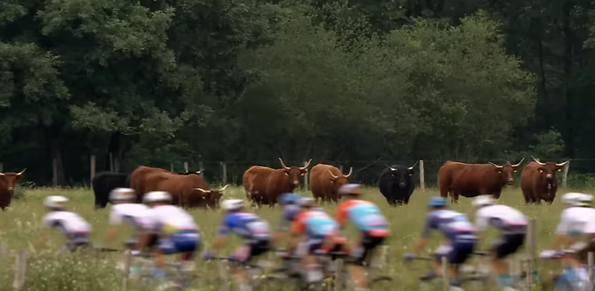Image of cyclists in the Tour de France